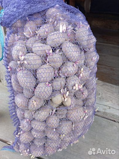 Семенной картофель