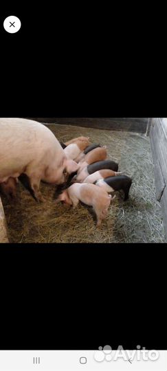 Поросята ландрас дюрок