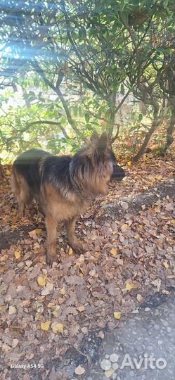 Собака немецкая овчарка