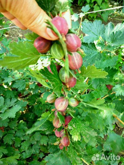 Крыжовник саженцы