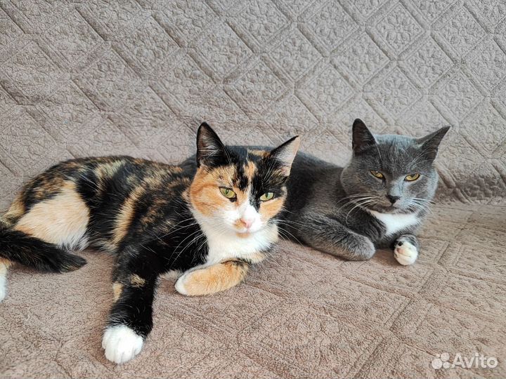 Кошки в добрые руки