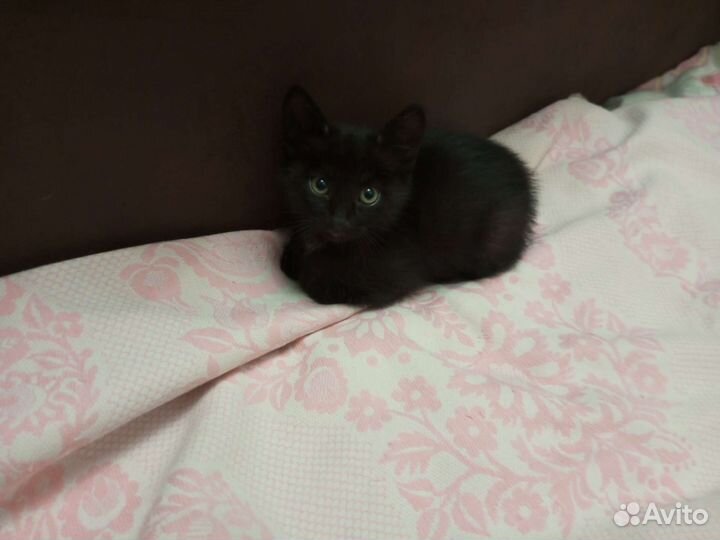 Котенок мальчик черный