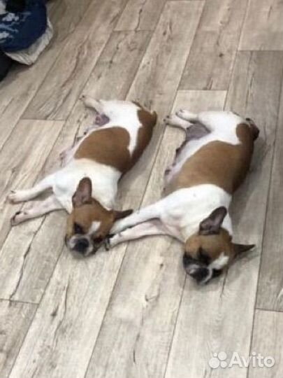 Французский бульдог