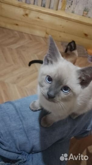 Сиамские котята