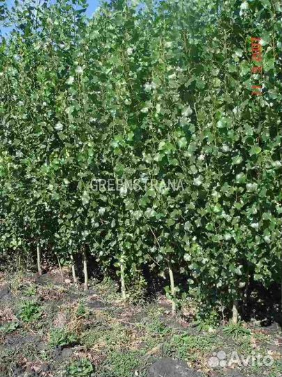 Тополь пирамидальный