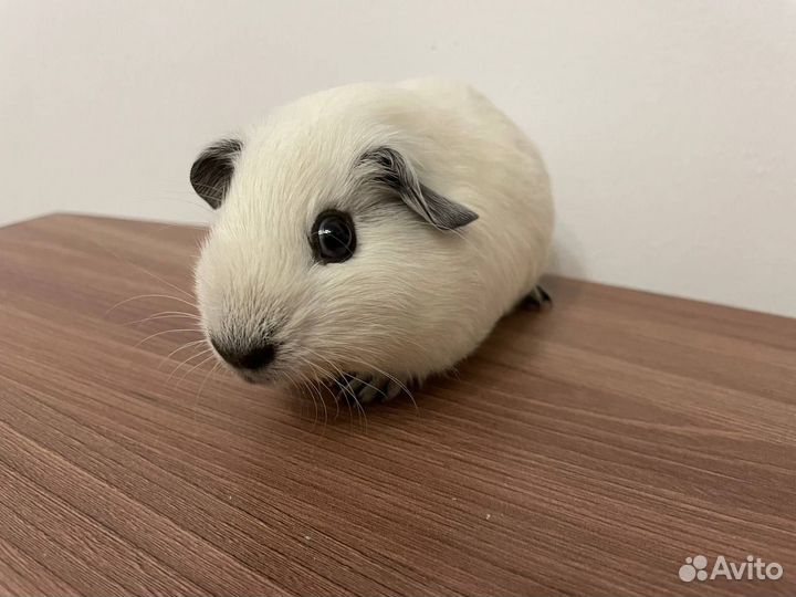 Морская свинка Калифорния