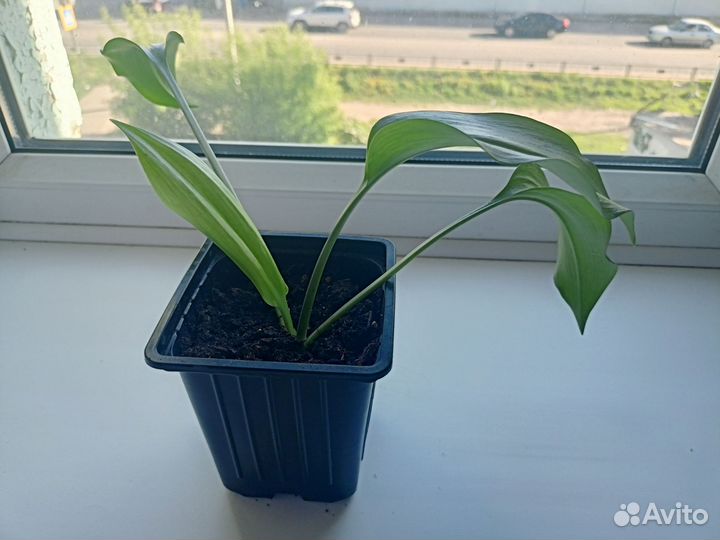 Эухарис амазонская лилия