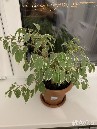Фикус бенджамина