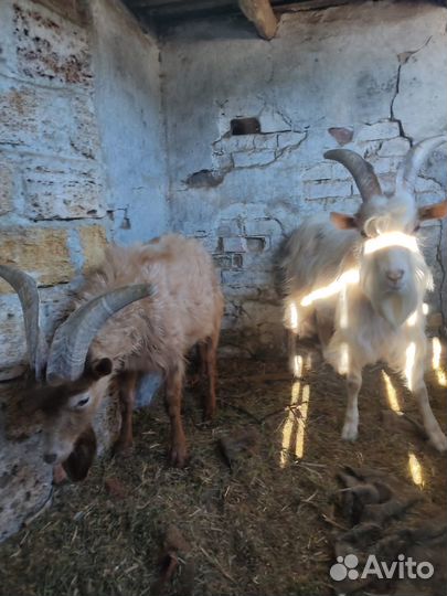 Продам коз