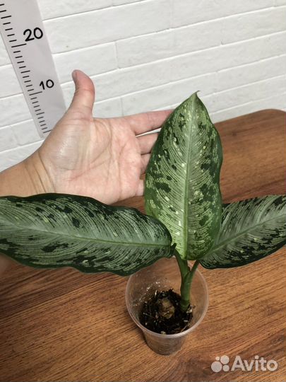 Диффенбахия Тикки