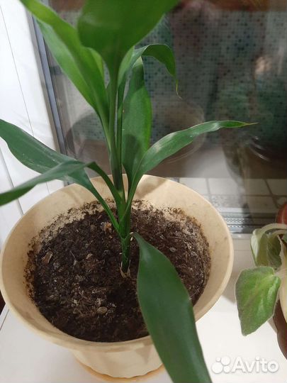 Продам цветы комнатные