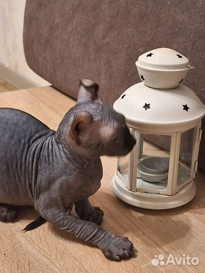 Эльф черный