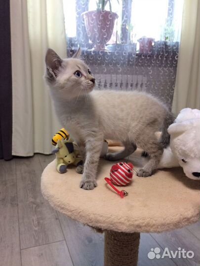 Котята ищут дом