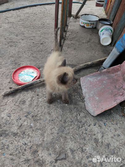 Отдам котят бесплатно