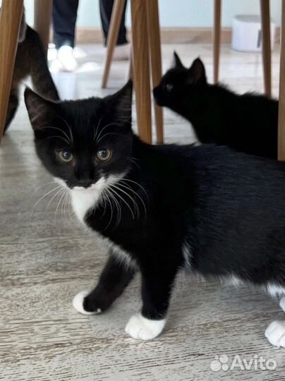 Девочка 4 месяца