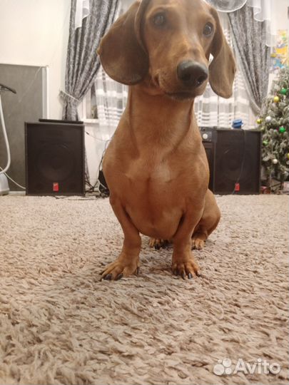 Такса вязка