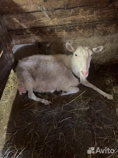 Коза дойная