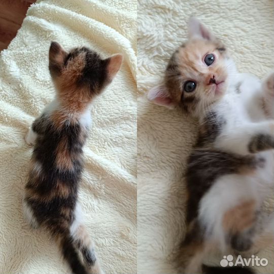 Шотландская кошка