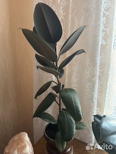 Фикус каучуковый