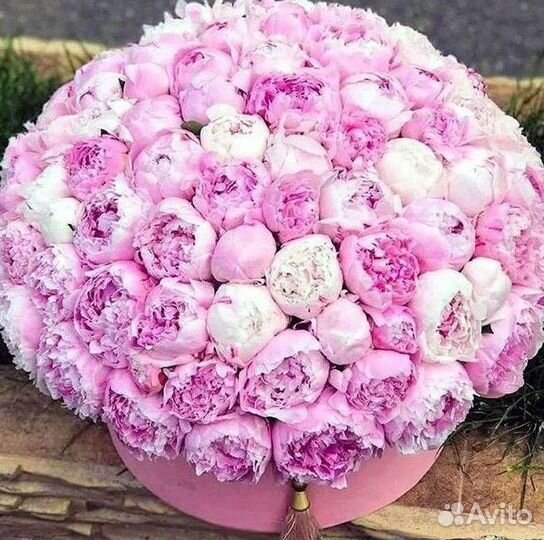 Пионы Букет пионов