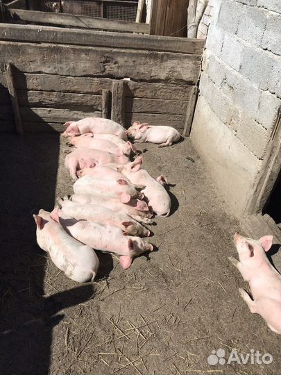 Поросята