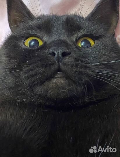 Котики бесплатно