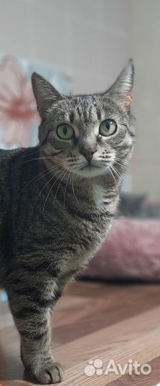 Отдам в хорошие руки