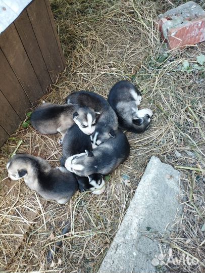 Отдам в добрые руки