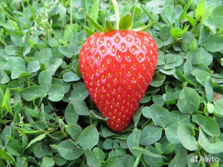 Саженцы клубники сорта 