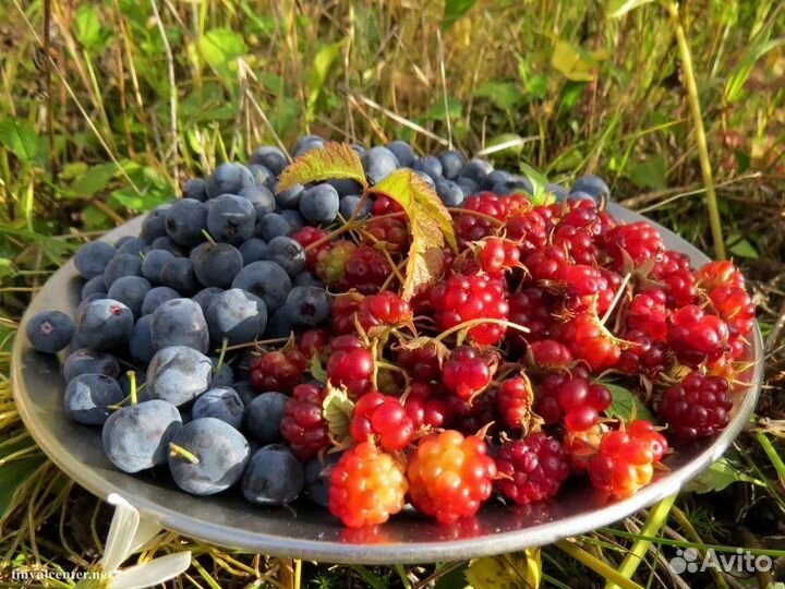 Сбор лесных ягод