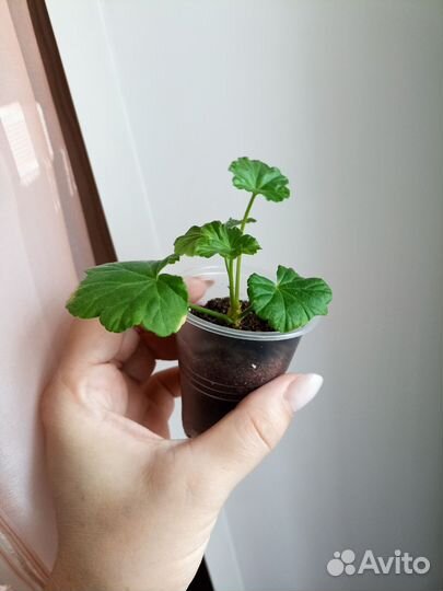 Пеларгонии