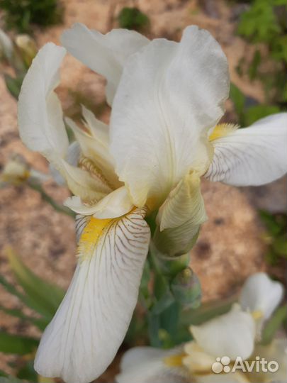 Ирисы сортовые,ежевика сортовая