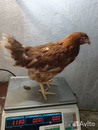 Куры Молодки с Бесплатной Доставкой