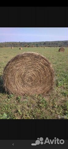 Продам сено в рулонах