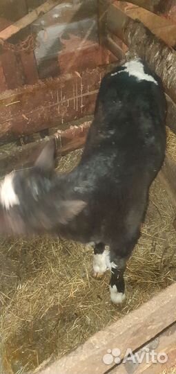 Продам бычка недельного