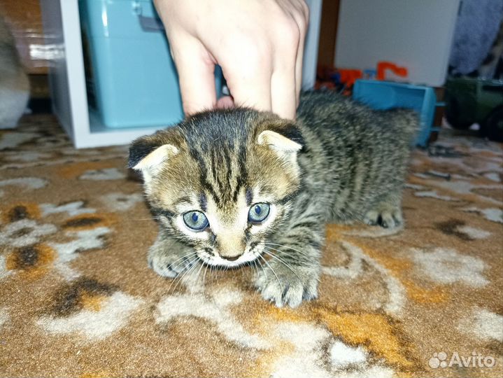 Бенгальский котёнок