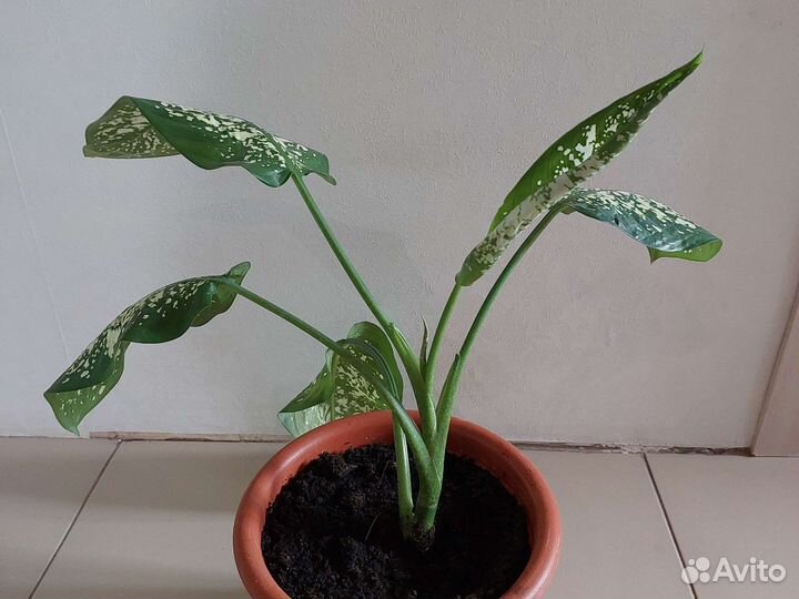 Диффенбахия