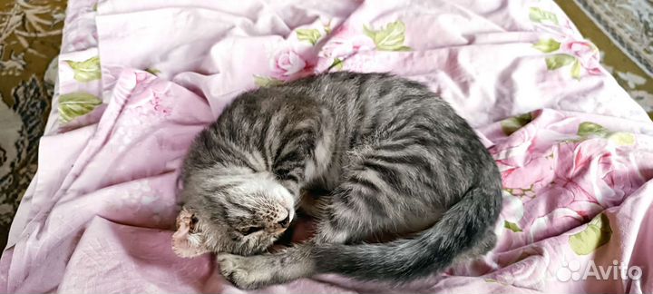Котенок шотландский вислоухий