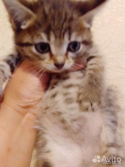 Малыши в добрые руки