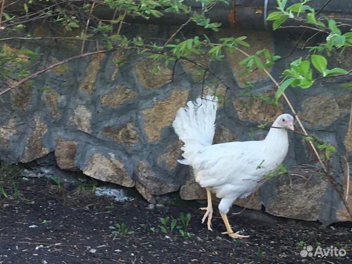 Куры, Несушки, Молодки, Супер Ник