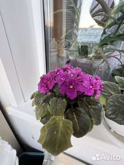 Комнатные растения Фиалки