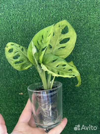 Монстера манки