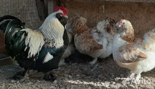 Куры молодки, подрощенные цыплята