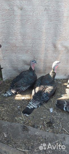 Индюки живым весом