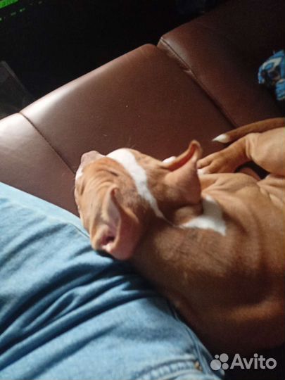 Американский буль