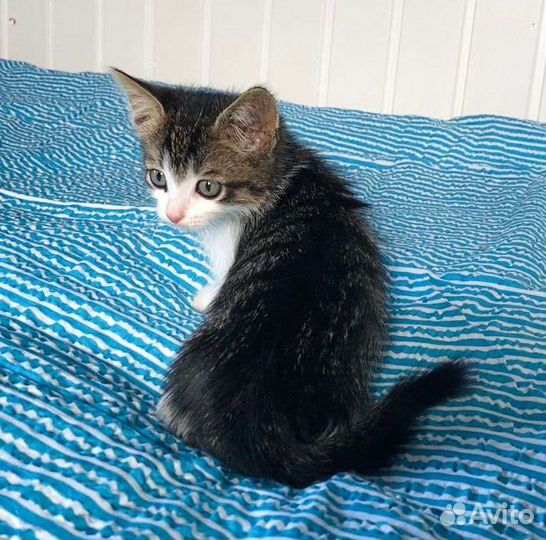 Котёнок с пятнышком в добрые руки