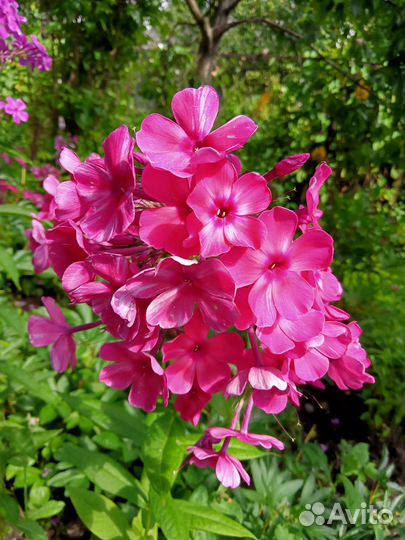 Ромашка,флоксы