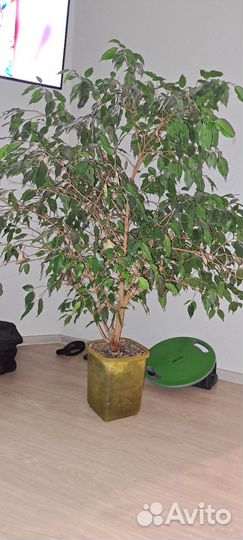 Фикус бенджамина большой