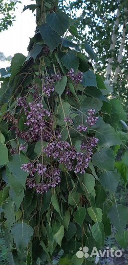 Веники для бани березовые с душицей