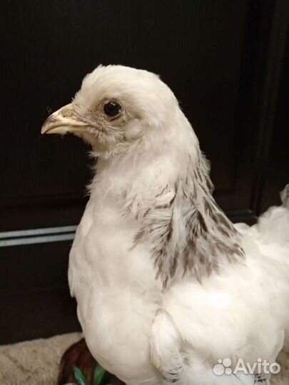 Чучело курицы Брама